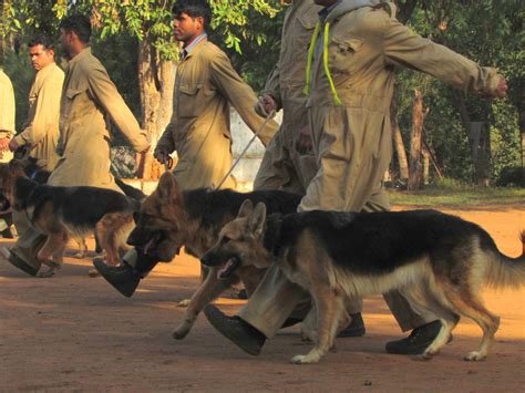 Despite that, the indian government has made it difficult for the crypto market to expand. India steps up efforts to combat wildlife trade