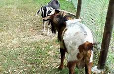 goat horny rut buck