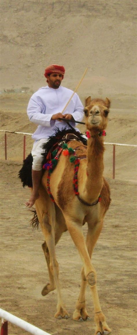 For badass nature in all its gorey brutality, visit /r/natureismetal. My Graced Journey: Teaching in Oman: Camel racing (2009)