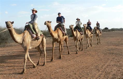 It offers a sense of adventure as the ships of the desert chinatown: Camel Riding Safari Tour in Sharm El Sheikh Desert