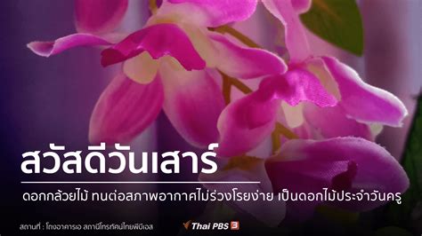 Ongkan krachai siang lae phrae phap satharana haeng prathet thai), or tpbs (thai: ดอกกล้วยไม้ - Thai PBS สวัสดีทุกสีวัน