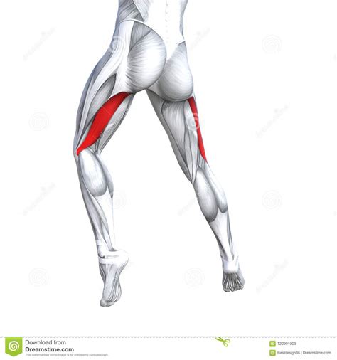 There is no real division between the core and the upper leg; 3D Illustration Back Upper Leg Human Anatomy Stock ...