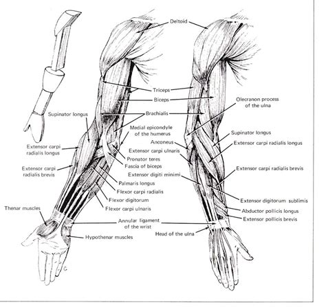 A muscle contracts to move bones; Human Anatomy Arm Muscles Anatomy Of Arm Muscles ...