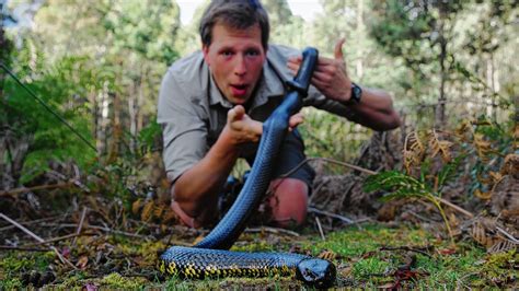 Freek vonk is a fearless biologist on a quest to encounter and film all animal species on planet earth. Freek Vonk - NRC