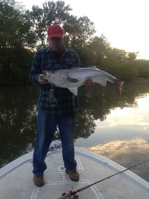 If you typically fish a shallow, stained body of water, then your first trip onto. Striped bass report Smith Lake, Alabama. Fishing 24-7 ...