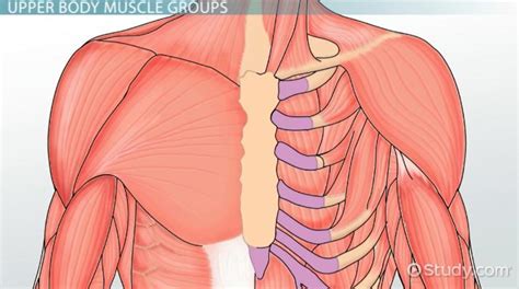 This muscular system chart shows in detail the deep layers of muscle on the front of your body. Total Muscles In The Human Body? : The Muscles Song Learn ...