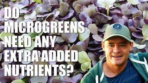 This nutrient boosts the plant to grow faster. Do Microgreens Need Any Added Nutrient Fertilizer to Grow ...