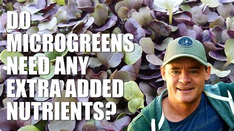 Outdoor ground cover or bedding plants may need less fertilization. Do Microgreens Need Any Added Nutrient Fertilizer to Grow ...