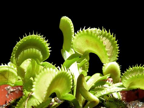 Try to give it at least 4 hours of direct sunlight a day. Carnivorous Plants Archives - Cactus Jungle