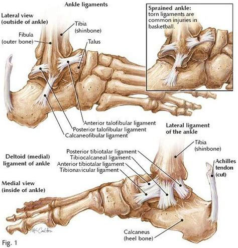 Attaches the calf muscle to the heel bone. Pictures Of Ankle Joint Ligaments