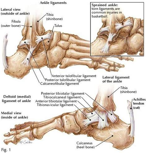 Foot muscles and tendons ã¢â?â? Pictures Of Ankle Joint Ligaments