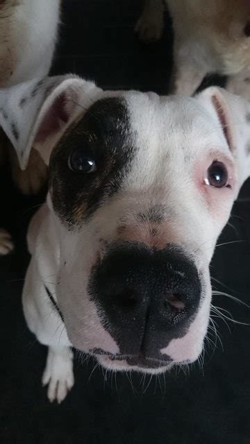 Dogs · 8 years ago. Lexi - 6 month old male American Bulldog Cross available ...