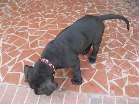 Puppies grow so fast that your lab's baby collar won't fit him for very long. Spiked Dog Collars Are More Than a Tough Look - VOICE PETS