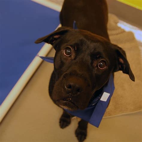 Every adoptable animal is spayed/neutered, microchipped, and ready to find you. Vader - SPCA of Texas (Dallas) | Dog adoption, Spca, Animals