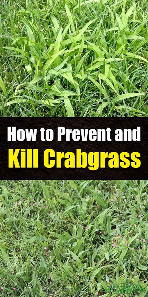 How can you get rid of crabgrass in your yard? How to Prevent and Kill Crabgrass - Lawn and Garden Unlimited