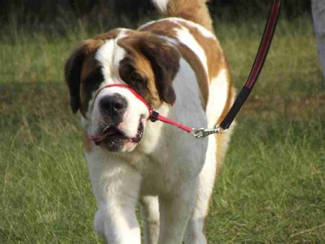 We did not find results for: Tipp des Monats 09/13: Großer Test zur Mensch-Hund ...