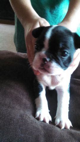 Contact us about reserving a puppy from our next litter. Frenchton puppies for Sale in Delaware, Ohio Classified ...