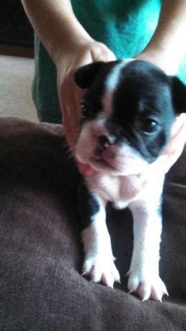 They will have first shots and deworming. Frenchton puppies for Sale in Delaware, Ohio Classified ...