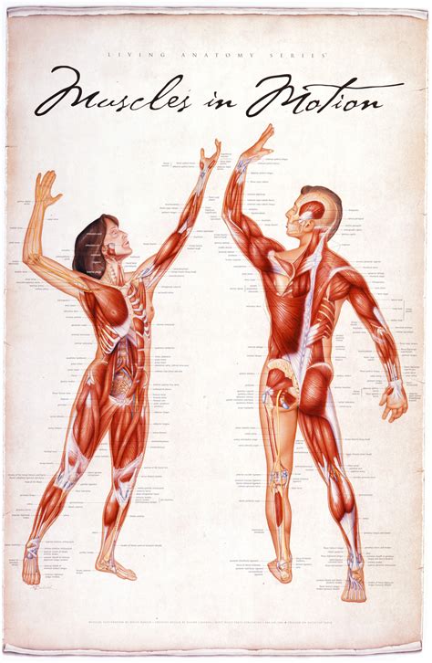 There are over 600 muscles in the human body. Muscles in Motion (Living Anatomy Chart Series) - Products ...