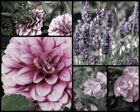Wir haben für sie eine liste von 40 einjährigen sommerblühern zusammengestellt. Sommerblumen Foto & Bild | fotokunst, collagen, ~°zusammen ...