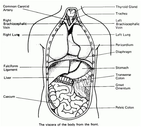 Printable heart anatomy coloring pages. Human body coloring pages to download and print for free