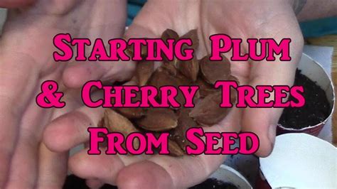 From planting to harvesting, growing fruit growing peach trees from seed will take you on a journey from peach tree pit germination all the way to sprouting, through years of growth, and finally to your first productive year. Starting Cherry & Plum Tree From Seed - YouTube