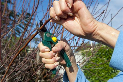 Wie gehe ich beim schneiden vor? Rispenhortensie » Wann sollten Sie sie zurückschneiden?