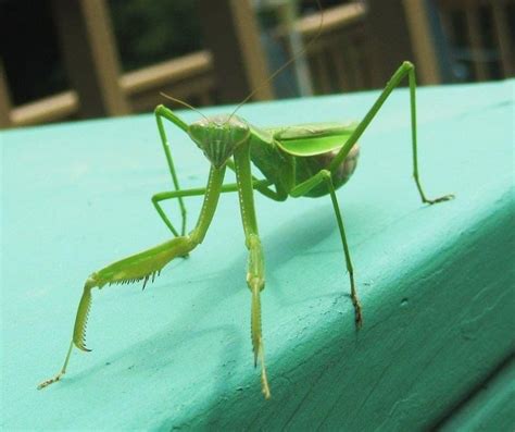 Maybe you would like to learn more about one of these? 1000+ images about I'm going to breed praying mantis again ...