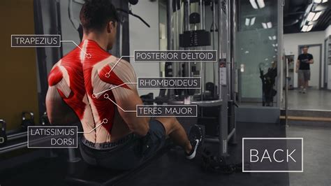 The workouts are meant to provide a basic template to illustrate the ppp concept; Exercise Anatomy: Back Workout | Pietro Boselli - YouTube