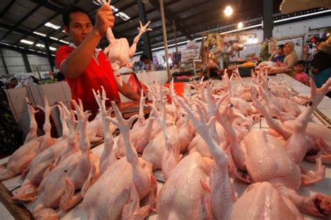Harga telur ayam hari ini senin 21 juni 2021. BI: Daging Ayam Ras Penyumbang Terbesar Inflasi Juni ...