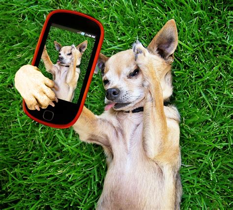 Did you scroll all this way to get facts about instagram puppy? 6 Famous Dog Accounts to Follow on Instagram | Greenfield ...