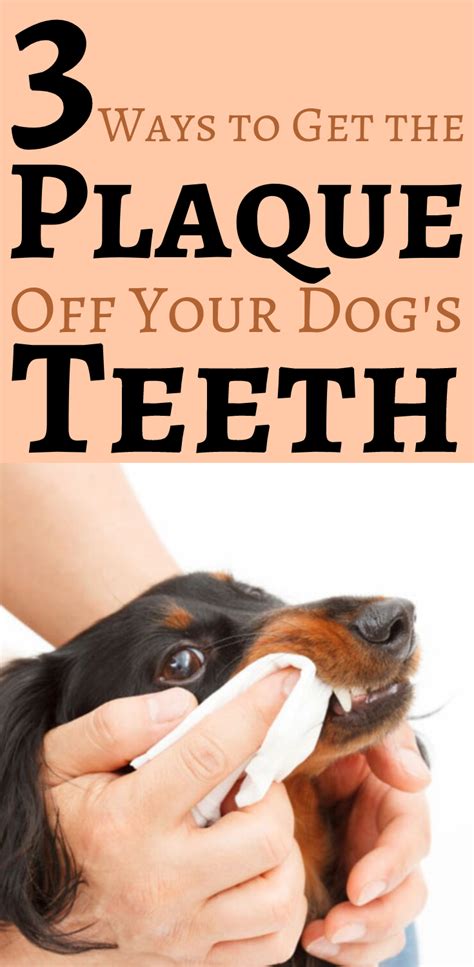 Maybe you would like to learn more about one of these? How to Clean And Get the Plaque Off Your Dog's Teeth | Dog ...