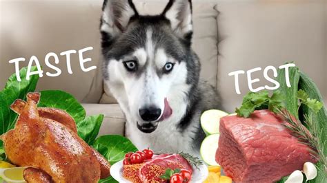 Overall best husky dog food: What Foods Do Huskies Prefer? Funny Taste Test - YouTube