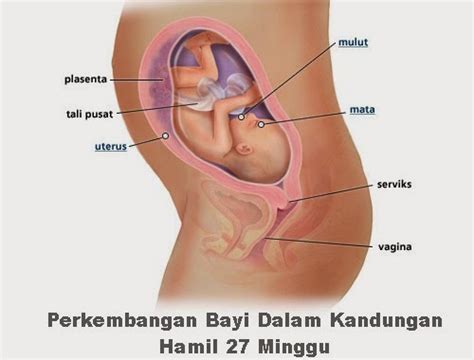 Doanya ringkas dan mudah dihafal, insyaallah. Perkembangan Bayi Dalam Kandungan Hamil 27 Minggu