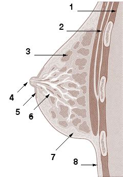 Trouvez des images de stock de sein en hd et des millions d'autres photos, illustrations et images vectorielles de stock libres de droits dans la collection shutterstock. Abortion-breast cancer hypothesis - Wikipedia