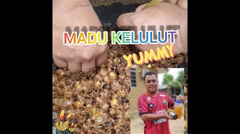 Madu kelulut dikatakan mempunyai pelbagai khasiat dan lebih tinggi khasiatnya jika dibandingkan dengan madu lebah.45 kelulut menyimpan madu di dalam tempayan kecil yang dilapisi propolis. MADU LEBAH KELULUT: Proses Ambil Madu Kelulut_serta ...