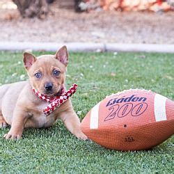 Australian shepherd puppies, toccoa, georgia. Chandler, Arizona - Australian Shepherd. Meet Modoc, a for ...
