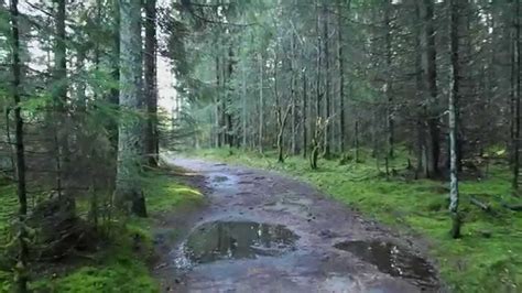 Vil du ha forutsigbarhet tilbyr vi container til fastpris. Forest of Autumn - Jessheim, Norway (Canon 70D) - YouTube