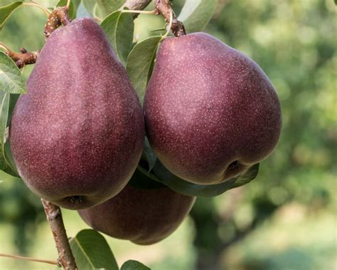 Any brown stains, or other signs of disease is likely to be minimal and won't affect the yield of fruit. Pear Tree (Red Bartlett) | Restoring Eden