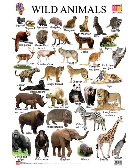 There are many animals of the african wilderness, that call the continent of the following table contains african animals list along with a short description of the animal. Wild Animals With Names - WallpapersAK | Wild animals ...