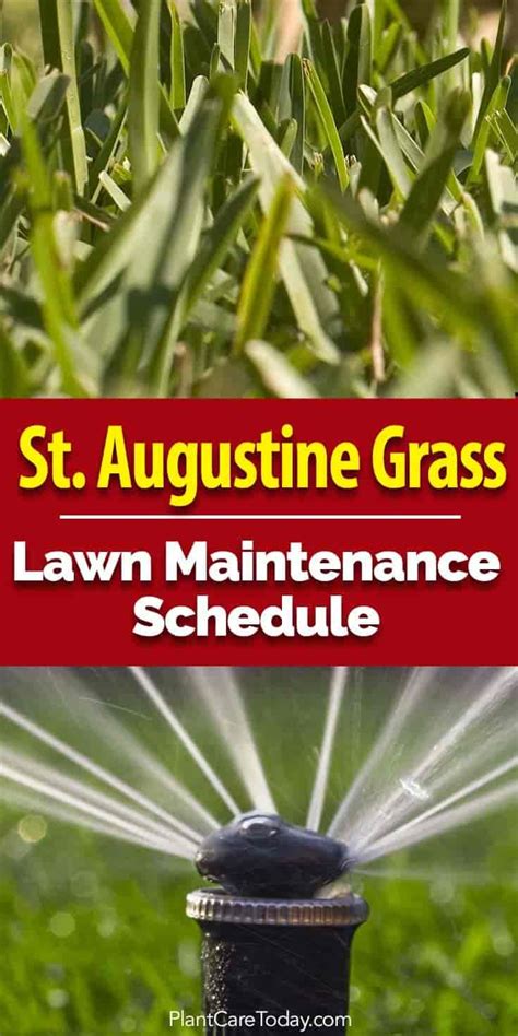 This schedule is important because it can ensure that your lawn. St Augustine Grass Care: Florida Fertilizer Lawn Maintenance Schedule | St augustine grass care ...