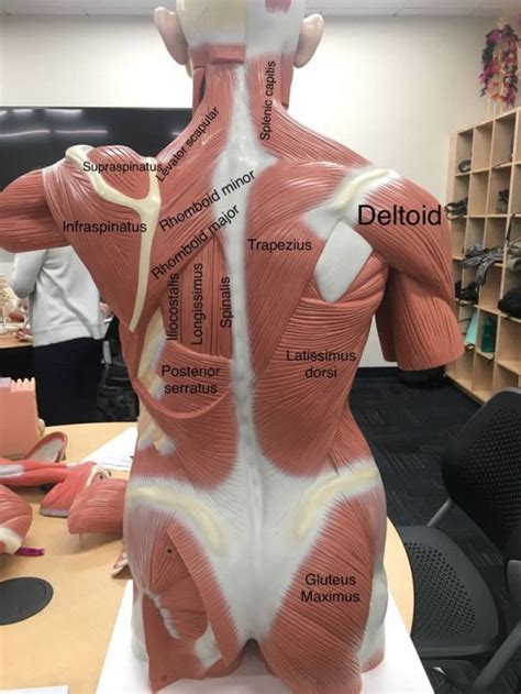 It is situated on the right and left the. a view of the most superficial posterior muscles of the body #PsoasRelease | Anatomy and ...