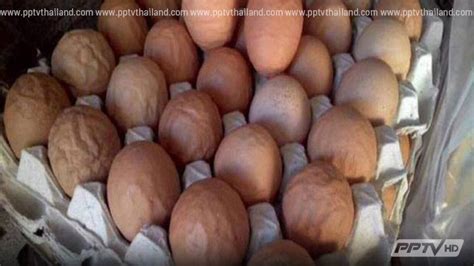 หนาวสะท้าน! ไก่เชียงใหม่อ่อนแอ ออกไข่รูปร่างผิดปกติ : PPTVHD36