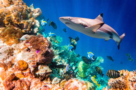 Most species have a tough skin that is dull gray in color and roughened by toothlike. Using Environmental DNA to Find Sharks - Promega Connections