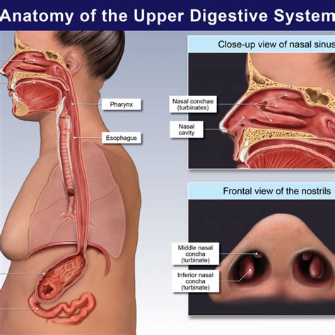 Maybe you would like to learn more about one of these? Female Anatomy of the Upper Digestive System ...