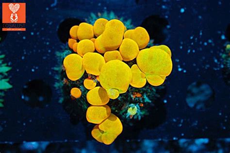 From experience, we can say that we are confident this will help you choose the best mushroom for you, which will only increase your experience with them. Pin on Coral For Sale