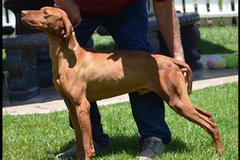 Each day, many new puppies are born, and people like you come here to find their new puppy. Golden Meadows Retrievers - Vizsla Puppies For Sale - Born ...