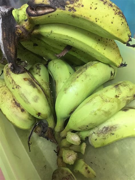 Kuih bom pisang cepat mudah sedap trending. Lempeng Pisang Kelapa Sedap DiMakan Mudah Disediakan ...