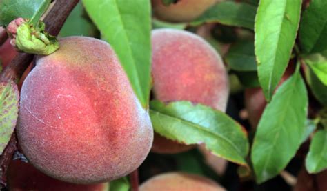 Please share pics and stories. Florida Prince Peach: tree care - TastyLandscapeTastyLandscape