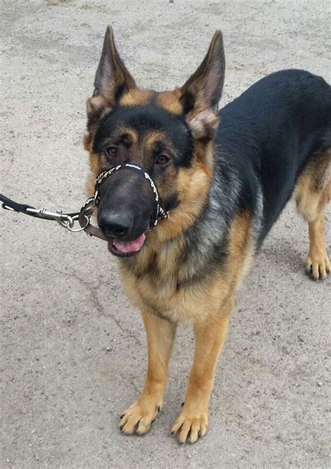 For puppies at high risk of exposure to parvo, some veterinarians recommend vaccinating at 5 weeks. URGENT! German Shepherd Dog Jackson in Kennels NEWPORT ...